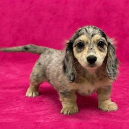Cheezie - Dapple female Dachshund puppy in Lincoln, Arkansas from Red Dirt Dachshunds