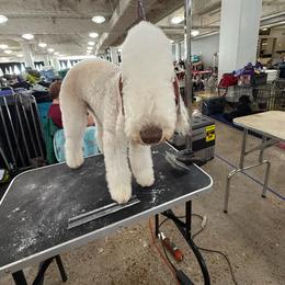 Astro Boy - Bedlington Terrier