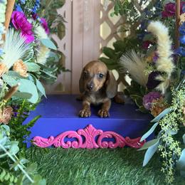 Mike - Red male Dachshund puppy in Wills Point, Texas from Duck Creek Farm