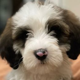 Purple - Sheepadoodle puppy from CelticDoods