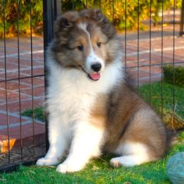 Girl 1 - female Shetland Sheepdog puppy in Granada Hills, California from Aratone