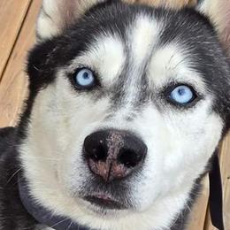 Togo - Siberian Husky