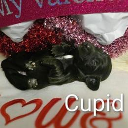 CUPID - Black male Dachshund puppy in Vacaville, California from SchmooterBabies
