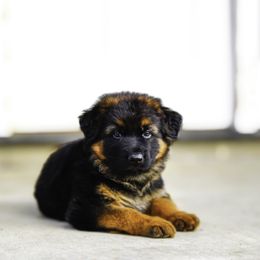 German Shepherd Puppies from 501 Shepherds