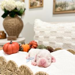 Donald - Chalk male Australian Labradoodle puppy in Palmdale, California from Pixie Doodle Paws