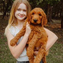 Goldendoodle Puppies from Bows & Ties Doodles