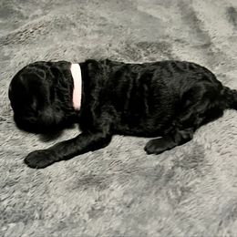 Pink girl - Silver female Poodle puppy in East Wenatchee, Washington from Stylish Standards