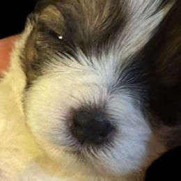 Shih Tzus from Paola Martinez