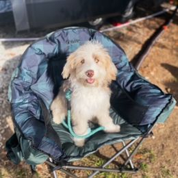 Hazel - Aussiedoodle
