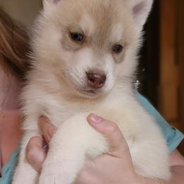 Siberian Husky Puppies from Tevana Siberians LLC