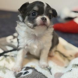 Ansley - Blue and tan female Chihuahua puppy in Newport Beach, California from Exotic City Pomeranians and chihuahuas