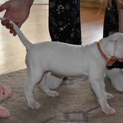 Dogo Argentino Puppies from Bestiarius Kennels
