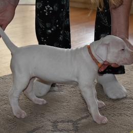 Dogo Argentino Puppies from Bestiarius Kennels