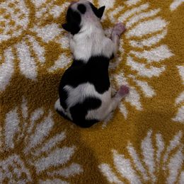 Chihuahua Puppies from Fancy Pants Chihuahua’s
