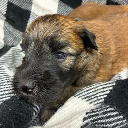Sarabi - Wheaten female Soft Coated Wheaten Terrier puppy in Nokomis, Illinois from Windhill Wheatens