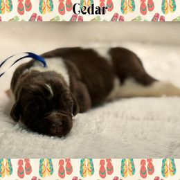Cedar - White and brown male Newfoundland puppy in Conroe, Texas from SugarPaws Newfoundlands