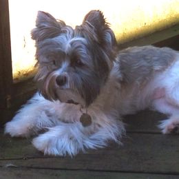 Azael - Yorkshire Terrier