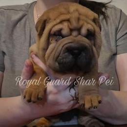 Molasses - Red female Chinese Shar-Pei puppy in Columbus, Indiana from Royal Guard Shar Pei