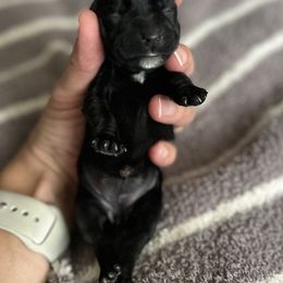 Miniature Schnauzer Puppies from Adrienne Exum