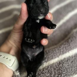 Miniature Schnauzer Puppies from Adrienne Exum