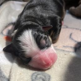 "Black Tri Female Violet x Cedar 2024" Miniature Australian Shepherd Puppies from Natural Life Ranch