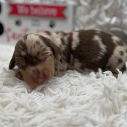 Wynona - Dapple female Dachshund puppy in Colbert, Oklahoma from Brooke Crenshaw