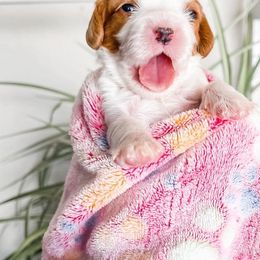 Cavalier King Charles Spaniel Puppies from Faybelle's Cavaliers