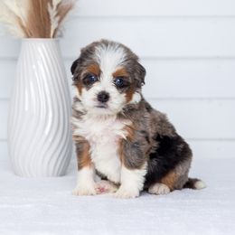 Bernedoodle Puppies from Pawsh Bernedoodles