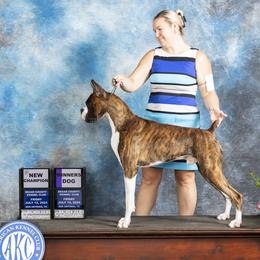 Rutt - Boxer