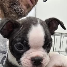Black collar - Black and white male Boston Terrier puppy in North Branch, Michigan from K & B Boston's
