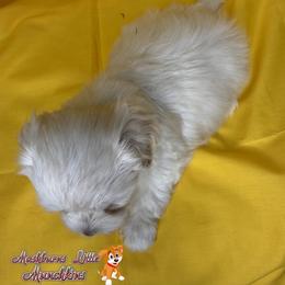 LANEY - Cream female Havanese puppy in Pisgah, Alabama from Mashburns Little Munchkins