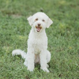 Maisy - Goldendoodle