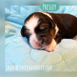 Presley - Black and white male Sheepadoodle puppy in Roseburg, Oregon from Sharon’s Sheepadoodle’s