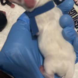 Maltese, Morkie, Poodle, and Yorkshire Terrier Puppies from YorkiesPawsLife