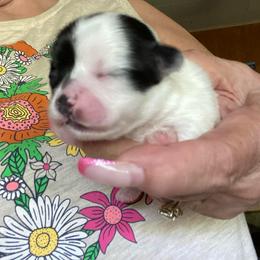 Clark - Black and white female Chihuahua puppy in Red Bluff, California from Aye Chihuahua