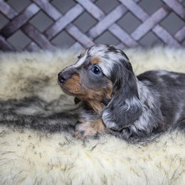 Dachshund Puppies from Dachsy