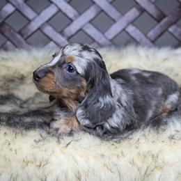 Dachshund Puppies from Dachsy