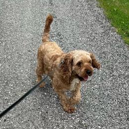 Sheldon - Cavapoo