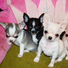 Chihuahua Puppies from Schroeder Chihuahuas