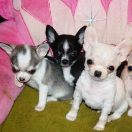 Chihuahua Puppies from Schroeder Chihuahuas