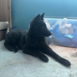Star - Black female Belgian Sheepdog puppy in Hastings, Minnesota from Century Hills Farm