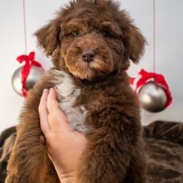 Birdie Yellow Girl - Phantom female Goldendoodle puppy in Lafayette, Alabama from Sweethaven Kennels