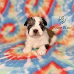 Mable - Parti female Miniature Schnauzer puppy in Happyland, Oklahoma from Fraizer Farms