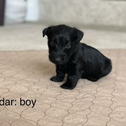 Boy 1 - Scottish Terrier puppy in Raymore, Missouri from Heart of America Scotties
