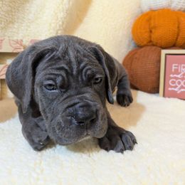Clove - Gray female Cane Corso puppy in Franktown, Colorado from Earth and Ship Cane Corso