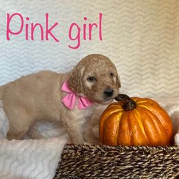 Goldendoodle Puppies from Jaymie's Doodles