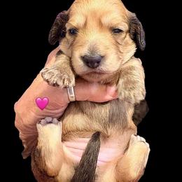AKC Ch Sired Cream Female - Cream female Dachshund puppy in Medina, Ohio from STORIED DOXIES