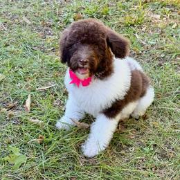 Cookie - Brown and white female Bernedoodle puppy in Falmouth, Michigan from Dyer Lake Newfoundlands