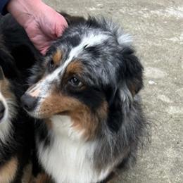 Miniature Australian Shepherds from Annie’s Puppies
