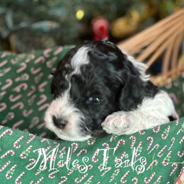 Australian Labradoodle Puppies from Sandcastle Labradoodles